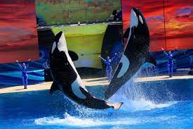 Orcas don't do well in captivity. Here's why. | National Geographic