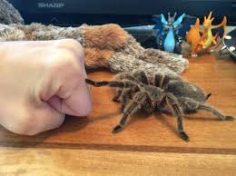 Brofist Vogelspinnen Verruckte Tiere Vogelspinne