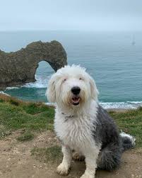 Ingiliz Coban Kopegi Bobtail In 2020 Old English Sheepdog English Sheepdog Animals