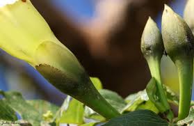 Image result for Ipomoea intrapilosa