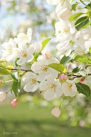 Global Internet Marketing Firm Seo Expert Easybranches Com Spring Flowers Spring Blossom Beautiful Flowers