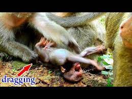 Destitute Life Poor Baby Monkey Gets Hurt Everyday By Kidnapper Youtube