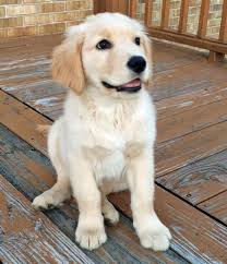 Carmel bliss has been breeding golden retrievers for over 15 years. Lola The Golden Retriever Very Cute Dogs Golden Retriever Cute Dogs