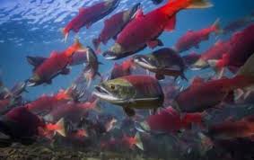 Pacific cod, other groundfish, crab, herring, and halibut also contribute to the commercial fisheries of area m. 2020 Commercial Salmon Fisheries Being Debated Alaska Native News