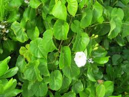 Image result for Ipomoea violacea