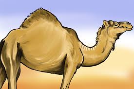 Thick fur on the top of the body for shade, and thin fur elsewhere to allow easy heat loss. Anatomical Adaptations Are Physical Features To Aid Survival