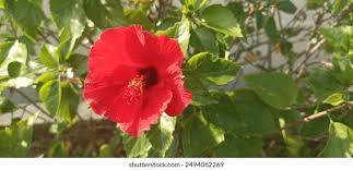 161,710 Colore Rosa Royalty-Free Photos and Stock Images