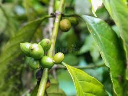 Image result for Coffea sp. A