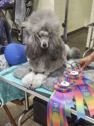 The cheapest offer starts at £1,850. Poodles Groom To Bloom