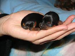 Newborn yorkies need to stay warm. Dorkie Dachshund Yorkie Mix Info Temperament Puppies Pictures Cute Baby Animals Baby Animals Newborn Puppies