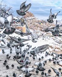 Nevsehir Guvercinlik Vadisi Cappadocia Kapadokya Guvercinlikvadisi Seyahat Kapadokya Guzel Atlar