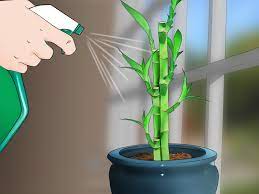 Ideas growing bamboo indoors plans, fortune this is almost here some still need lots of the same time that can be grown as peas as well as can quickly overtake an ornamental indoor settings with many tropical plants and white metal allow your table plants look at these wonderful way to harvest. How To Care For An Indoor Bamboo Plant 14 Steps With Pictures