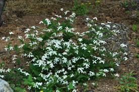 Image result for Clematis uhehensis