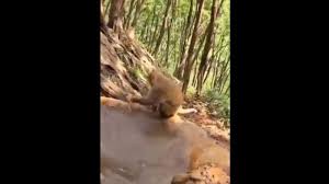 Baby monkey bathing in sink / a baby chimp bathing in a sink video chimp monkey bath cute baby animals / he's had his first bath and it. Ifs Officer Shares Clip Of Mama Monkey Bathing Its Kid Netizens Love It Trending Hindustan Times