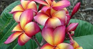 The Plumeria Thai Orange Splendor Medium Sized Thai Hybrid With Eye Catching Hot Colours Prolific Bloome Tropical Flower Plants Plumeria Flowers Plumeria