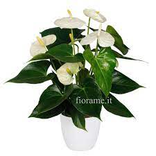 معرفی گیاه انتاریوم Anthurium نوشته دکترمازیارمیر