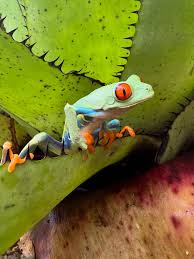 Image result for Nesaea sarcophylla