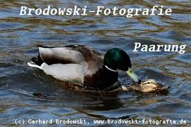 Die nacht brütet über der stadt ду́шная ночь. Die Stockente Steckbrief Brutzeit Feinde Bilder Brutzeit Referat