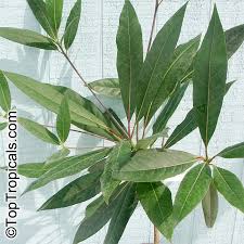 Image result for description of Elaeocarpus sphaericus