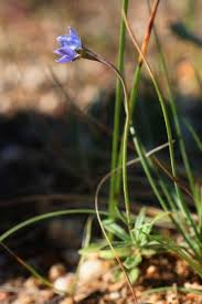 Image result for Wahlenbergia pulchella