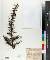 Image result for Lycium mascarenense