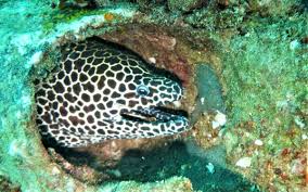 From portuguese moreia, from latin murēna (sea eel, lamprey), from ancient greek σμύραινα (smúraina), from σμύρος (smúros, sea eel). Honeycomb Moray Eel Gymnothorax Favagineus Marine Life Liveaboard Diving