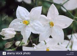 12 azalea bianca con centro Solanum Laxum Album Agm Patata Vitigno Close Up Di Fiori Bianchi Con Centro Giallo Sulla Pianta Rampicante Foto Stock Alamy