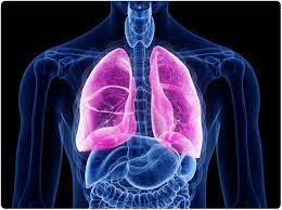 It consists of a terminal bronchiole and the lung parenchyma that arises from it segen's medical dictionary. What Is Fibrosis