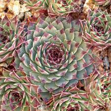 Image result for Thesium wilczekianum