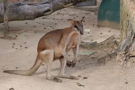 Lihat lebih daripada 5,137 haiwan dari 476 spesies mamalia, burung, reptilia, amfibia, dan ikan. Zoo Negara Australian Plain