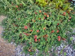 Image result for Melaleuca hypericifolia