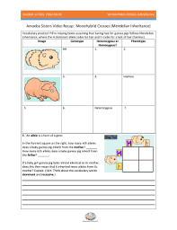 Use colors to circle the offspring with the same phenotype. Amoeba Sisters Monohybrid Crosses Mendelian Answer Key Fill Online Printable Fillable Blank Pdffiller