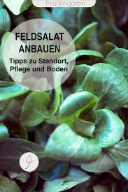 Feldsalat Pflanzen Pflanzen Gemusegarten Anlegen Und Feldsalat Saen