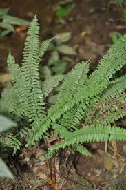 Image result for Aspleniaceae