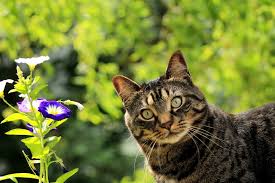 Fruits and vegetables that are safe for dogs. 10 Fruits And Vegetables For Cat Friendly Gardens Forgardening