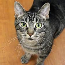 Sunflower Is A 2 Year Old Domestic Shorthair Pawschicago Playful And Loveable Sunflower Is Looking For A Home To Bloom In You Provid Cats Cat Food Dog Cat