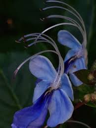 Image result for Rotheca myricoides