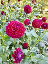 Pin By Sj Anderson On Flowers Garden Flower Garden Dahlia Flowers