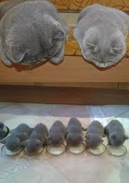 Kucucuk Yavrulariyla Minnosluguna Minnosluk Katmis 38 Kedi Goruntuler Ile Cute Kittens Yavru Kediler Kedi
