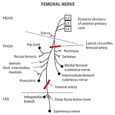 The following is a list of nerves in the human body: Instant Anatomy Lower Limb Nerves Femoral