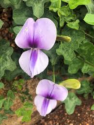 Image result for Vigna frutescens