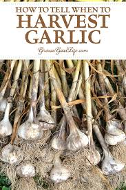 These parts can be cut and used as an ingredient if you want to. How To Harvest Cure And Store Garlic
