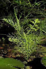 Image result for Ceratopteris thalictroides