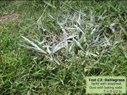 To prevent this, talk to a lawn care expert in your area to advise you on the proper care routine for st. Baking Soda As A Post Emergent Herbicide Youtube