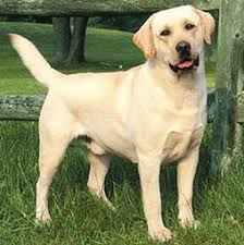 Photo De Filou Chien Labrador Retriever 346225 Wamiz Chien Labrador Labrador Chiots Labrador Noirs