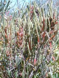 Image result for Sarcocornia perennis