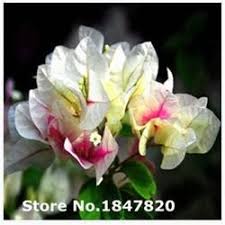 Pin On Bougainvillea