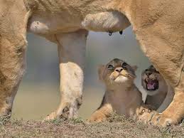 Angel Kiyoss Incredible Capture Animals Wild Animal Pictures Wild Animals Photos