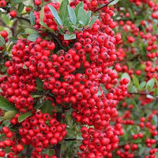 Image result for Pyracantha coccinea red column