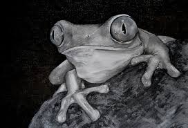 Black And White Frog Images Red Eyed Tree Frog By Spparkie D4vzp5c Jpg Red Eyed Tree Frog Tree Frogs Frog Tattoos
